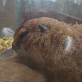 shaoxiancaoxiaosu