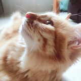 xiaowudemeimo