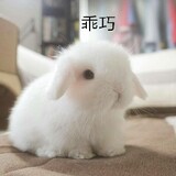 jinhuisang