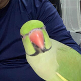 ผู้ติดตามตัวพ่อ