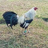 EHgamFarm
