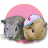 Little Pet Story