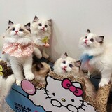 ___quanguanchayuan