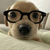 goudanmdx