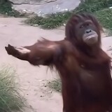 chishibufangxiangcai