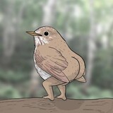jingquemagpie