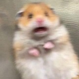 shushulaodaa