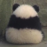 juewangjunjun