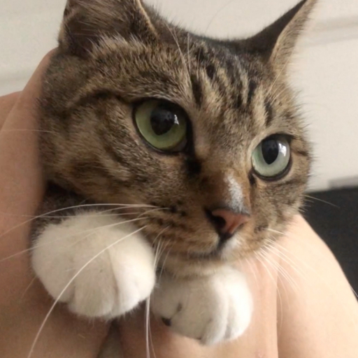 Fawning Cat Forgot How To Meow Bilibili