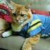 hehesaiful