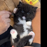 xiaogangqinshizhi___