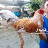 ZACHzionGamefowl