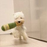 CuteDogAndCat