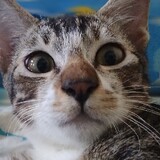 POCKAR_FACE