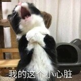 xiayelidehaitanghua