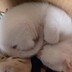 bili_1198783049