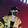 xuerenxr-