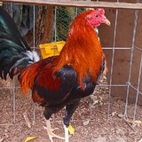 JNHGAMEYARD