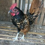 ACGAMEFOWL