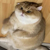 qi___jiating