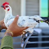 Canuto game farm