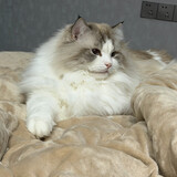 kaijiuchangdexiaobao