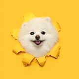 shuochongxiaobinge