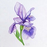 purple_iris__