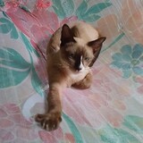 สาลินี สุวรร.ณี