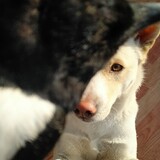 huzidashuaiquanbuluo