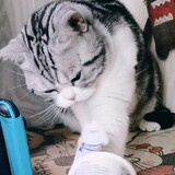ruoruoqiuaimiaozi