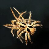 siulerm