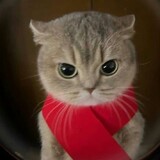 ___paodecola--