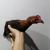 jolilintag