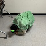 Turtle God