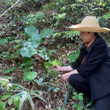 zhexizhiwuji