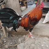 darylbackyard