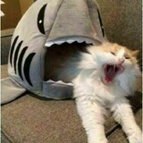 drzhubushu