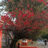Liliesclouds