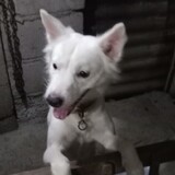 SHIRODOGIE
