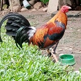 JGbackyardBreeder