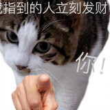 jiaowopi____