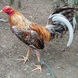 sandy dimaiwat_2562