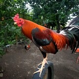 backyardlangpo