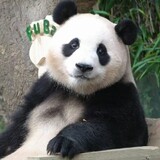 guojijuxingfuyizhen