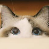 meiriyixiaoshadiaotu