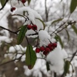 tingguodeya