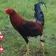 creator avatar
