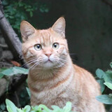 qingchaotudousir
