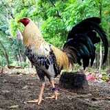 BAYUBARAN